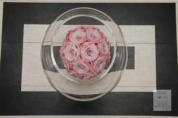 Janelle Sheehan Photography & Design