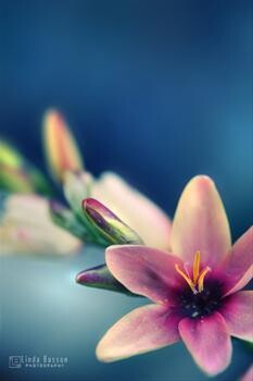 Linda Basson Photography