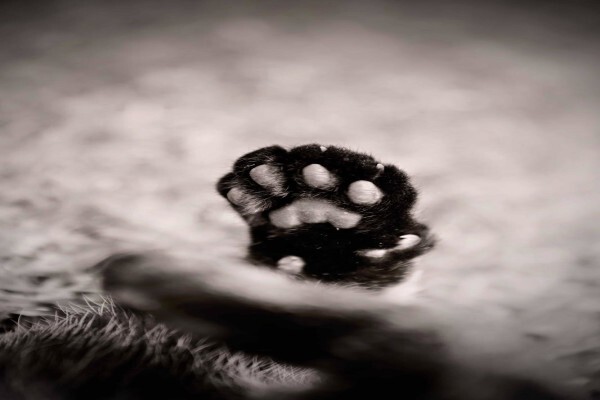 Top - Tanith Oram Photography
