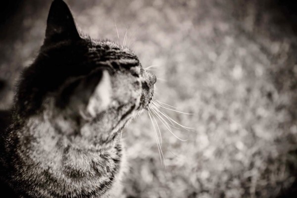 Top - Tanith Oram Photography