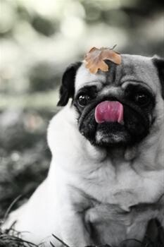 Adele Horn Pet Photography