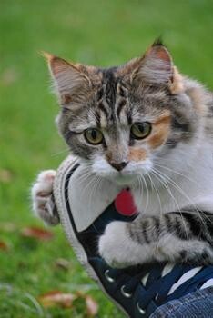 Adele Horn Pet Photography