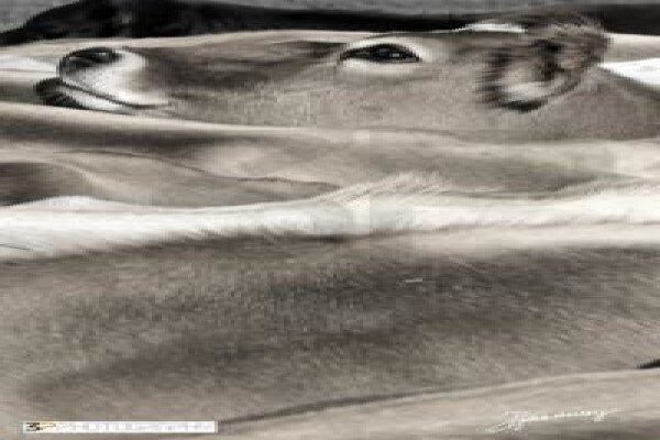 3P Photograhy