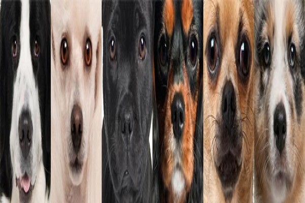 K9 Training Centre