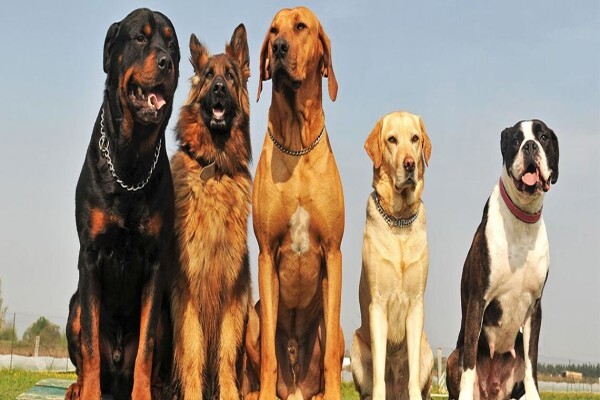 K9 Training Centre