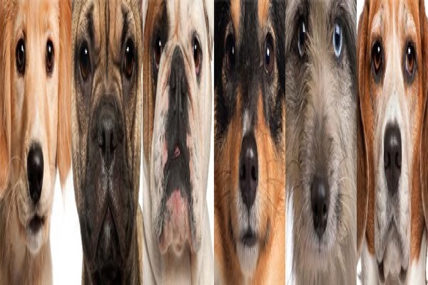 K9 Training Centre