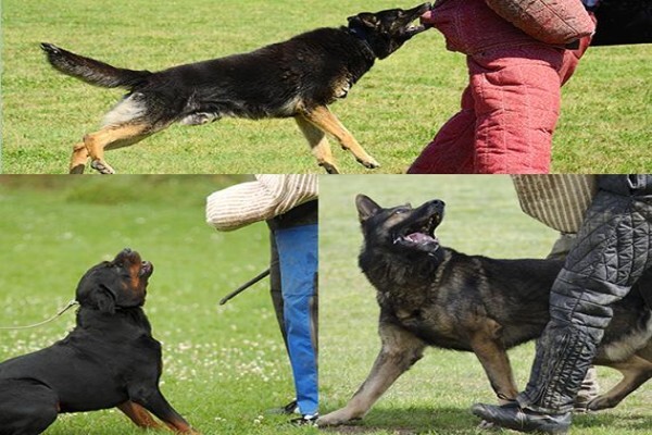 K9 Training Centre