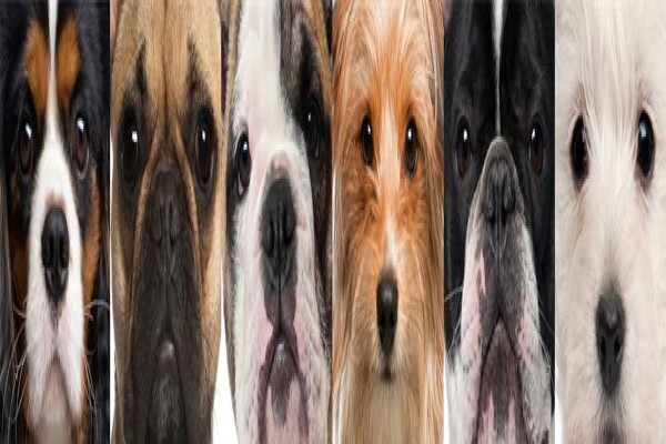 K9 Training Centre