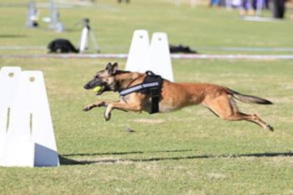 K9 Training Centre
