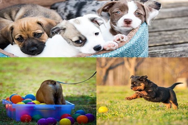 K9 Training Centre