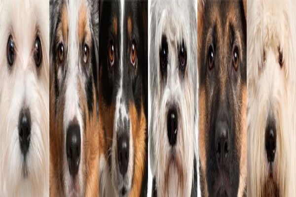 K9 Training Centre