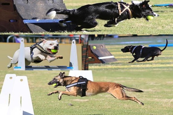 K9 Training Centre