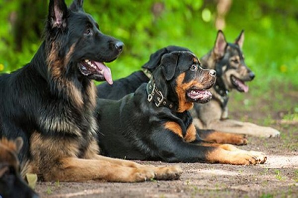 K9 Training Centre