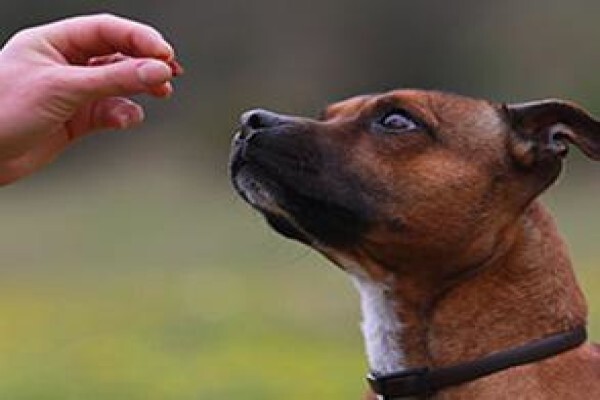 K9 Training Centre