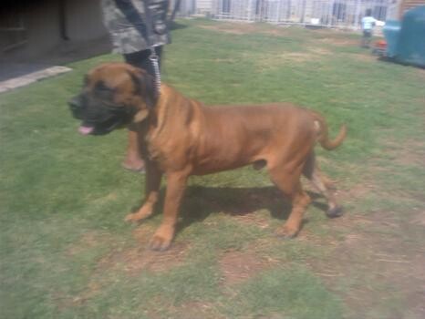 Karoba Boerboel Kennels