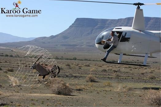 Karoo Game