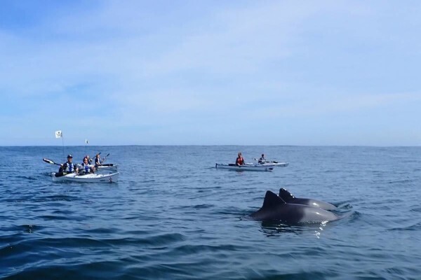 Kayak.Co.Za