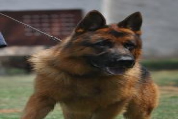 Kazandi