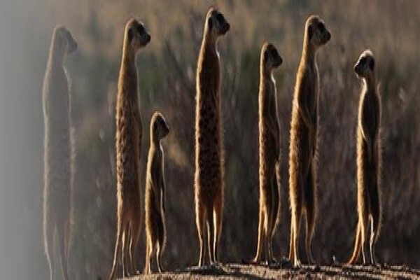 Kgori Security