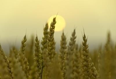 Farmsmart