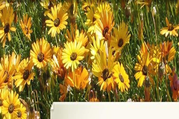 Bergwind Botanical Surveys & Tours Cc