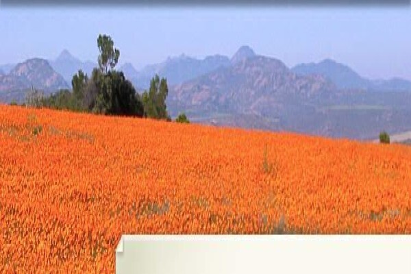 Bergwind Botanical Surveys & Tours Cc