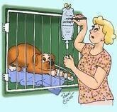 Animalzone Veterinary Consulting Rooms