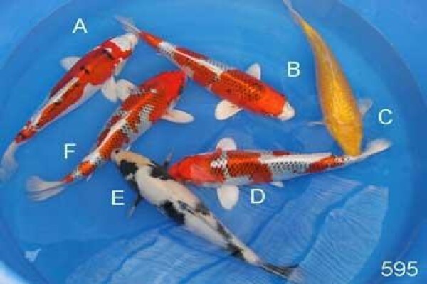 Koi Consulting