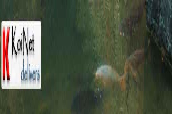 Koi Consulting
