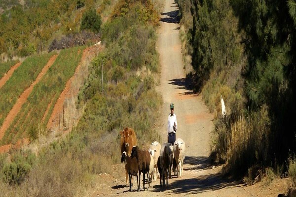 Tierhoek Cottages
