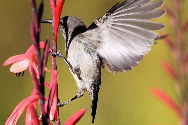 Fynbos Ridge Country House & Cottages