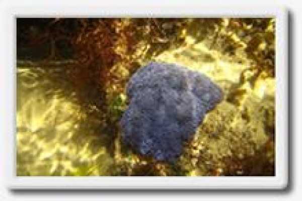 Island Rock
