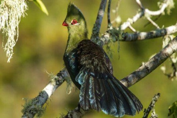 Teniqua Treetops