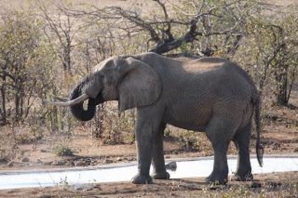 Ilala Safaris And Guest Accommodation
