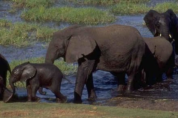Tembe Elephant Park And Safari Lodge
