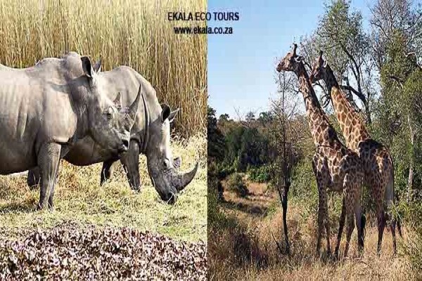Ekala Guest Farm And Eco Tours Johannesburg