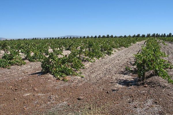Franki'S Vineyards
