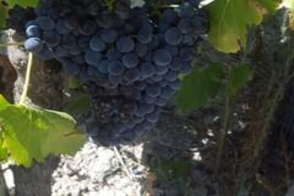 Franki'S Vineyards