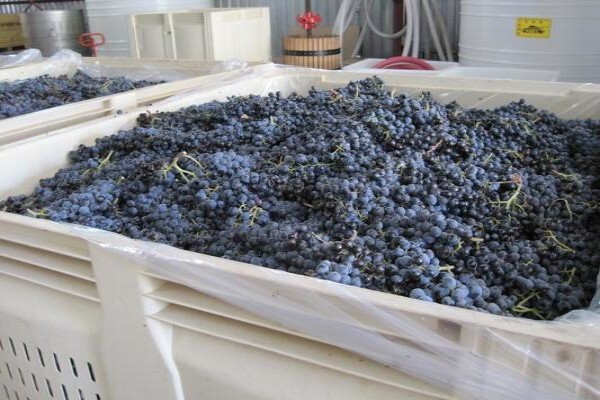 Franki'S Vineyards