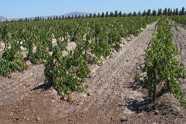 Franki'S Vineyards