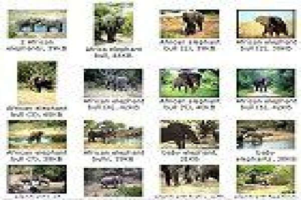 Tembe Elephant Park And Safari Lodge