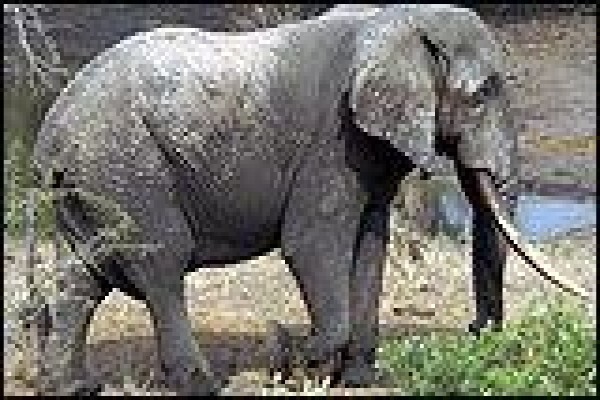 Tembe Elephant Park And Safari Lodge