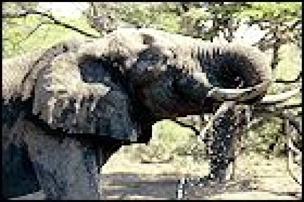 Tembe Elephant Park And Safari Lodge