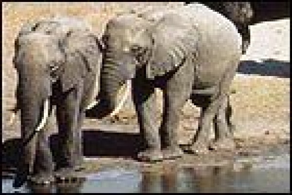 Tembe Elephant Park And Safari Lodge