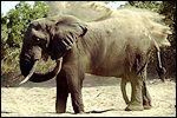 Tembe Elephant Park And Safari Lodge