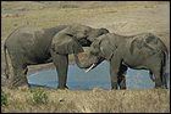 Tembe Elephant Park And Safari Lodge