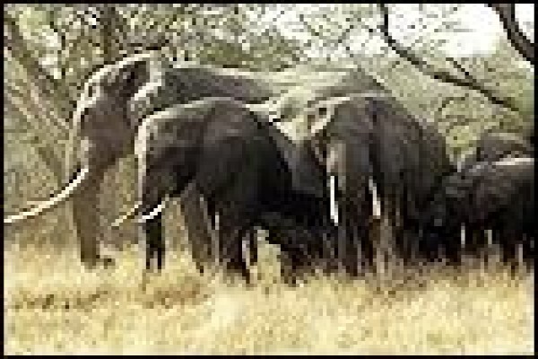 Tembe Elephant Park And Safari Lodge
