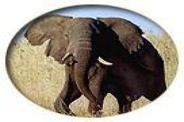 Tembe Elephant Park And Safari Lodge
