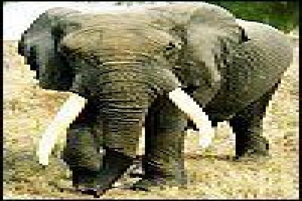 Tembe Elephant Park And Safari Lodge