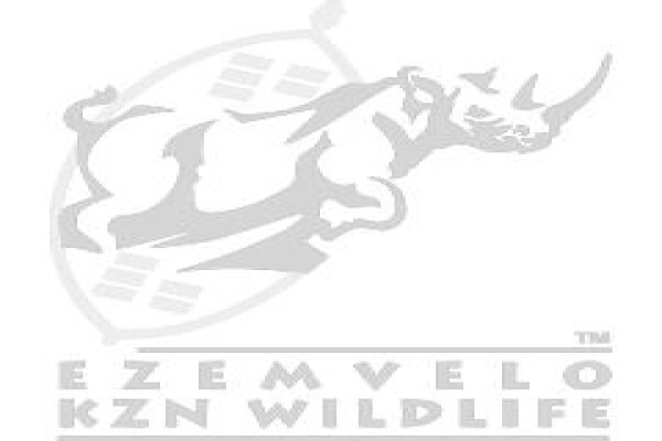 Isibindi Africa Lodges